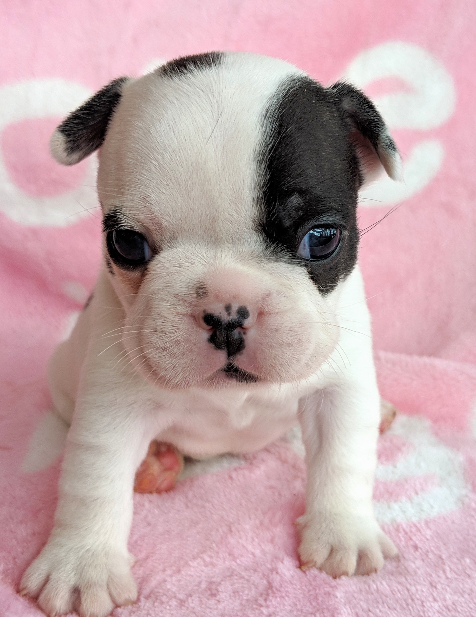 Colorado bulldog sale puppies