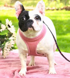 The French Bulldog one of our momma's