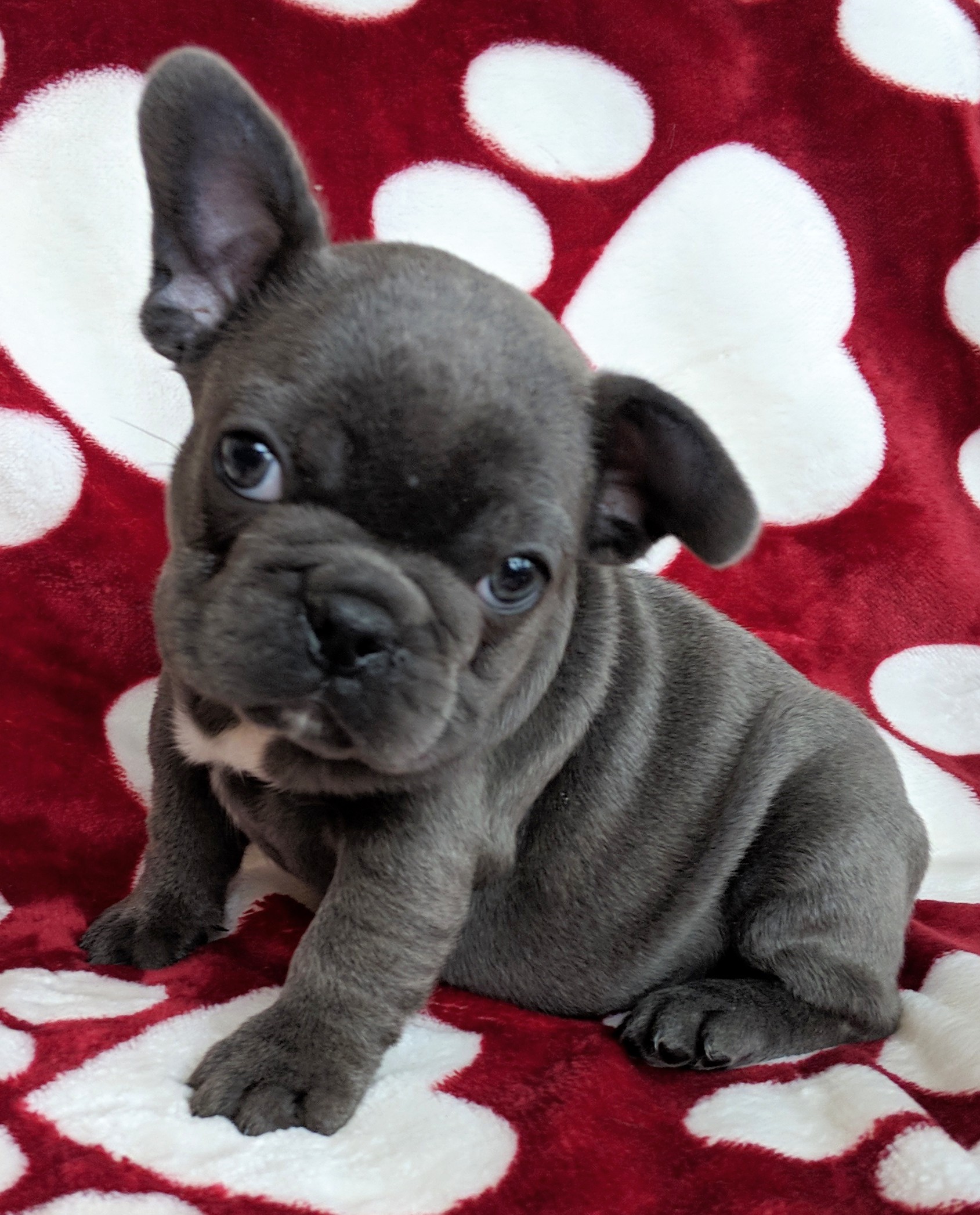 The French Bulldog - French Bulldogs puppies in Colorado and Missouri