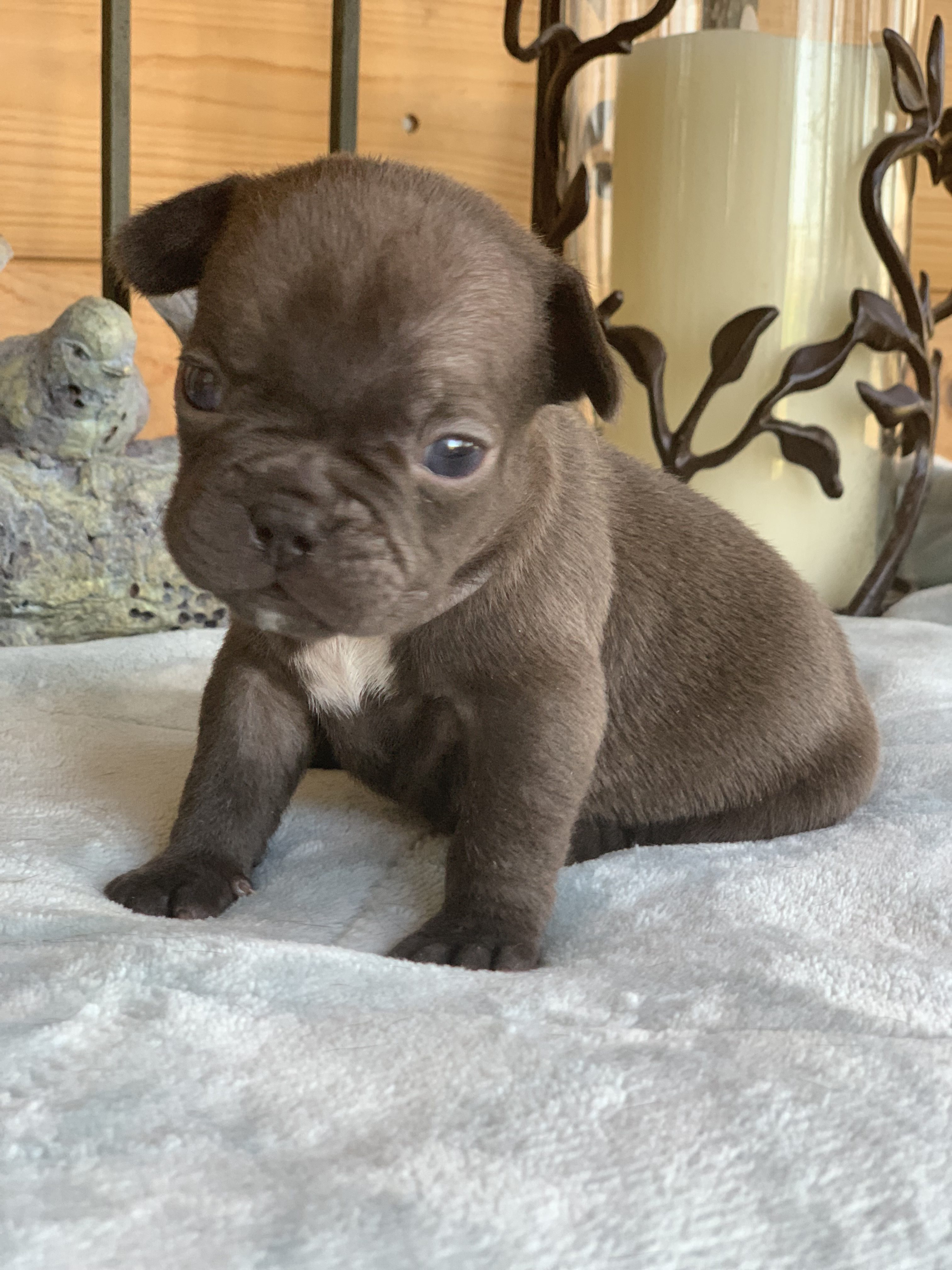 Chocolate French Bulldogs The French Bulldog
