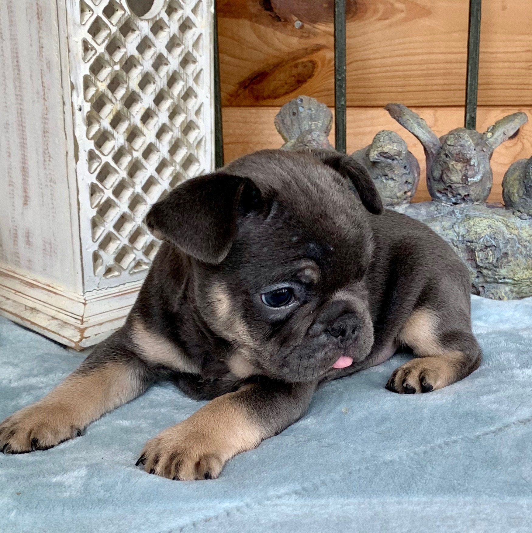 Harley Blue with Tan Points Male French Bulldog