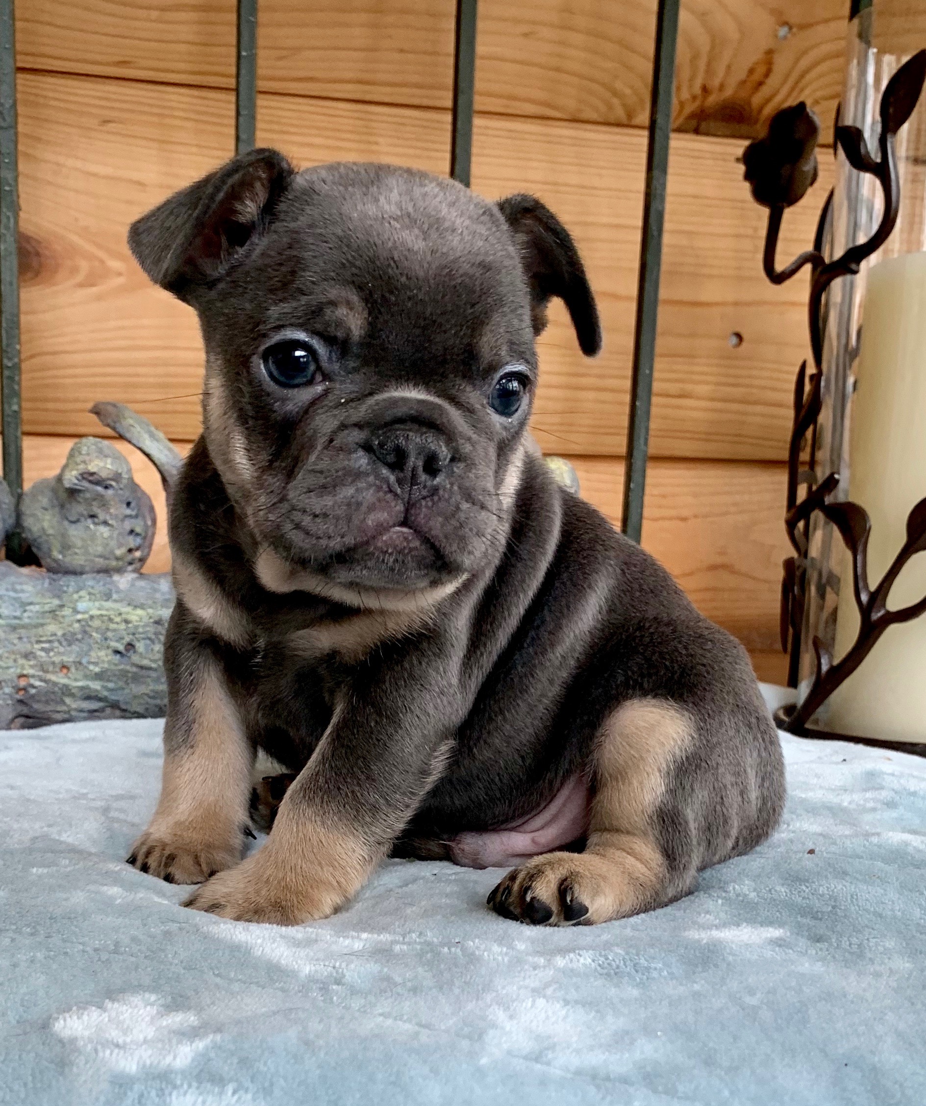 BLUE FRENCH BULLDOGS - The French Bulldog