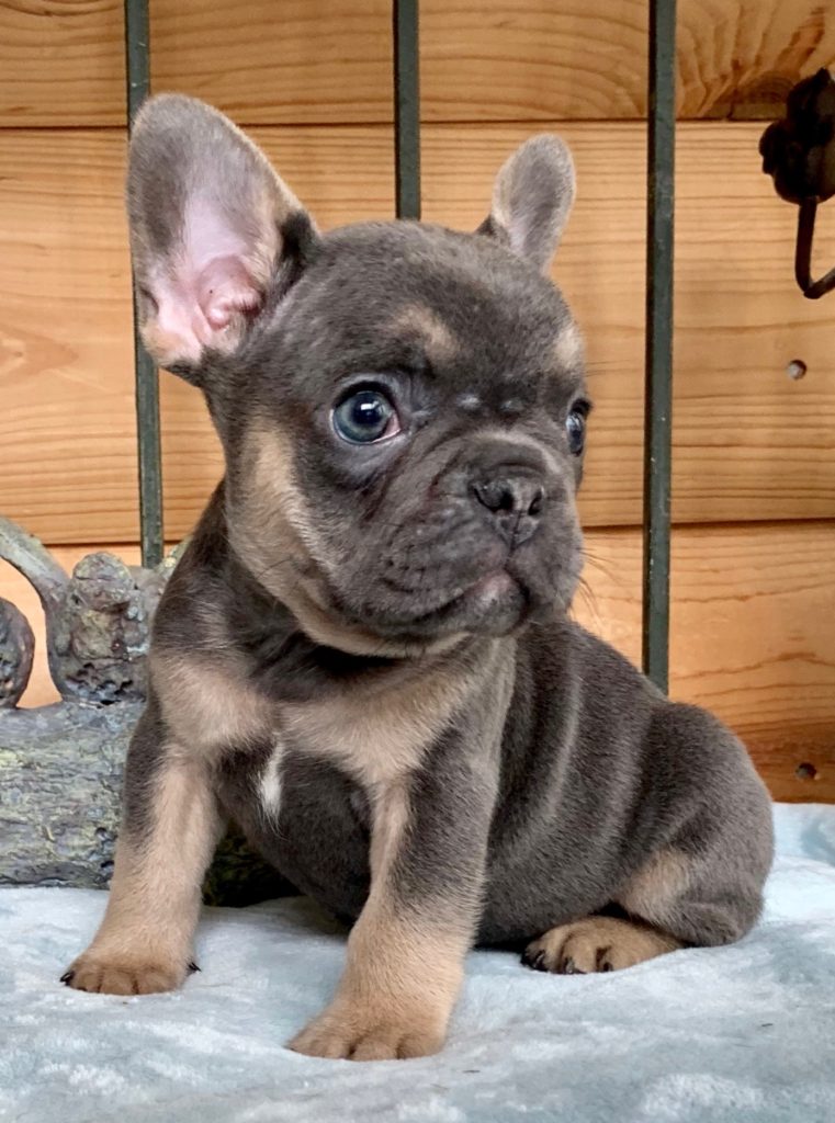 Hoagie Blue with Tan Points Male French Bulldog