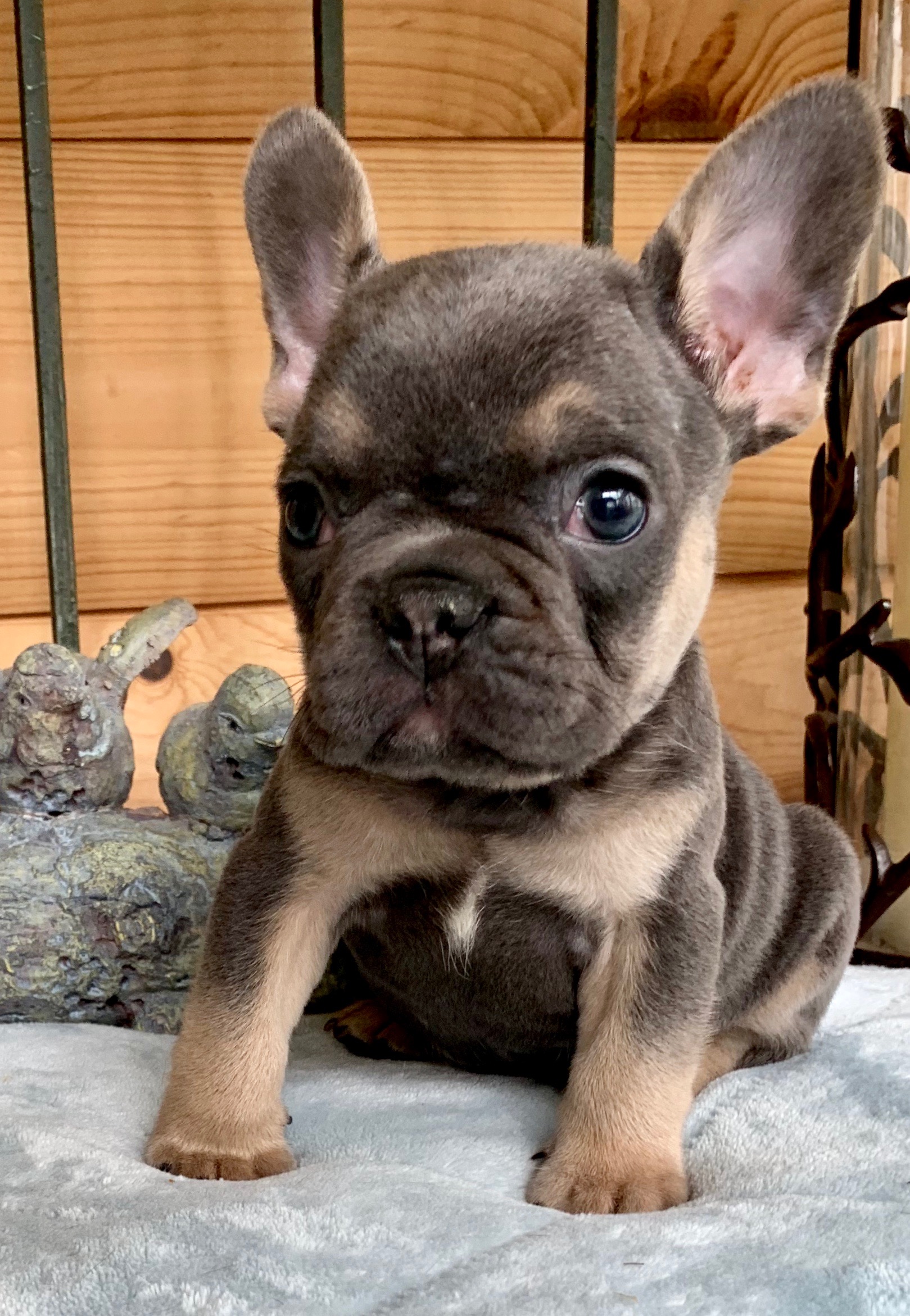 BLUE FRENCH BULLDOGS - The French Bulldog