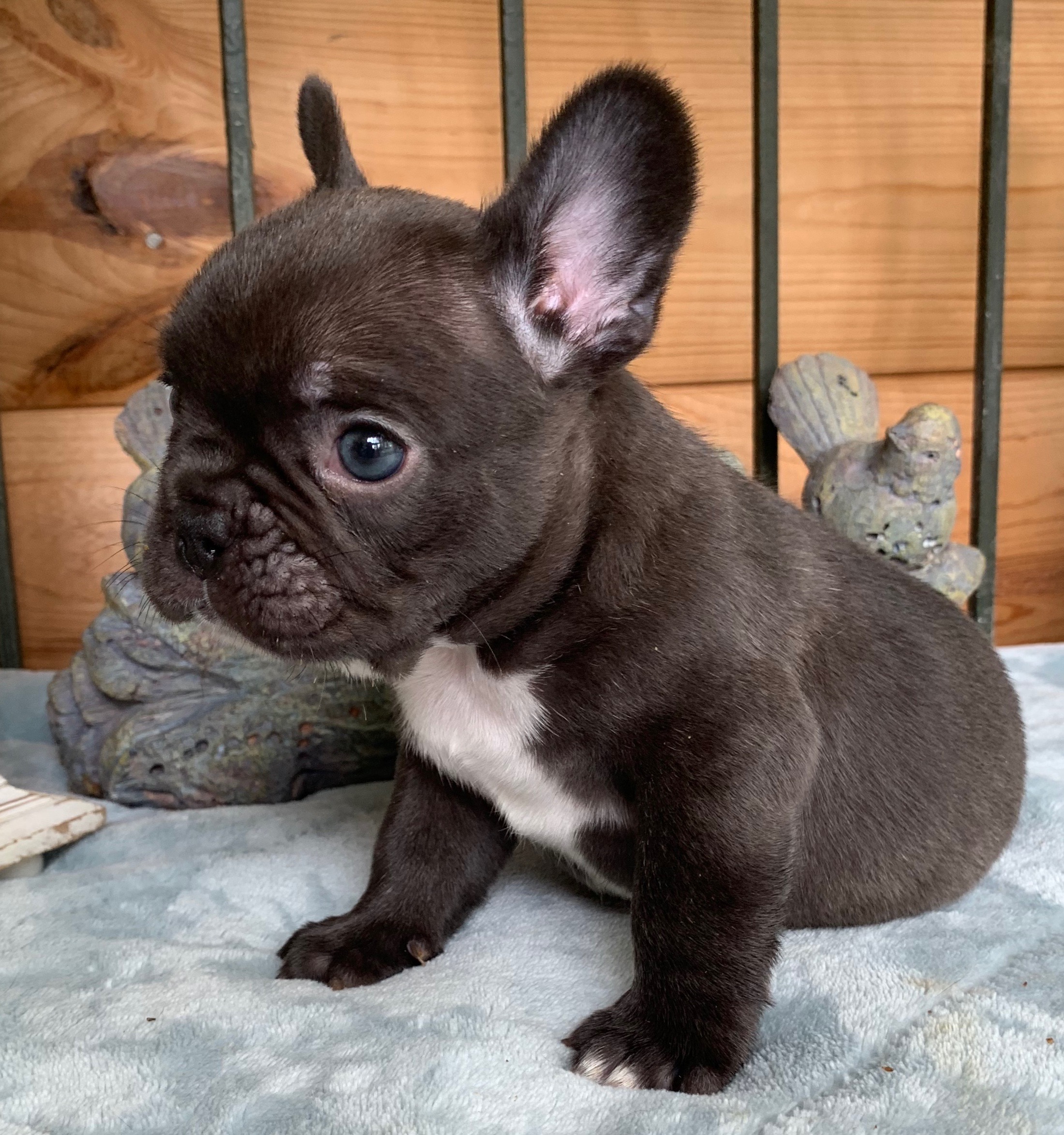 Chocolate French Bulldogs - The French Bulldog