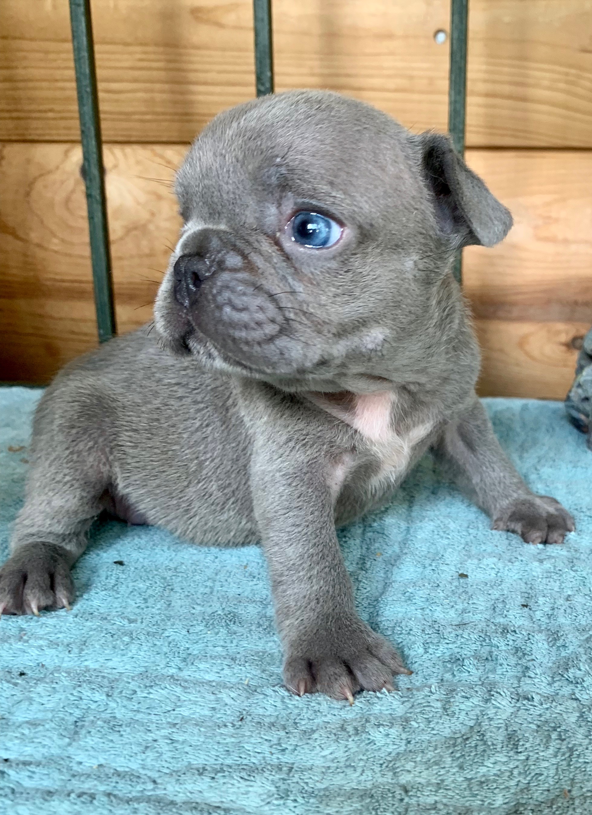 Lilac French Bulldogs - The French Bulldog of Colorado