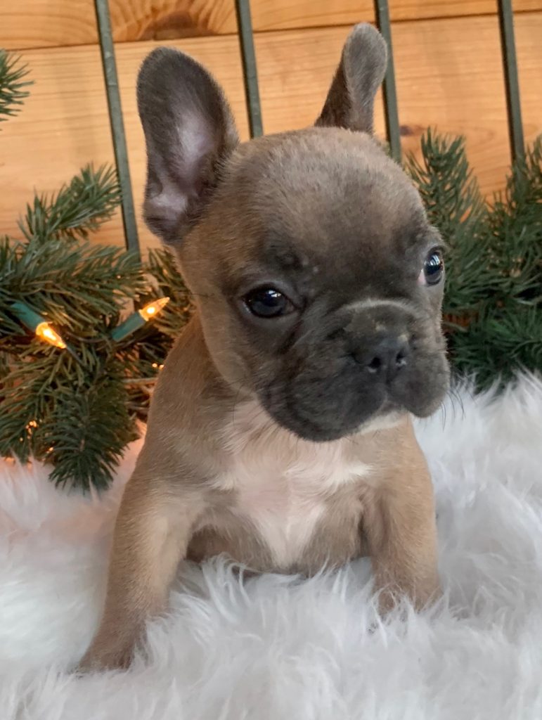 SOLD-Blue Fawn Female French Bulldog: Willow - The French Bulldog