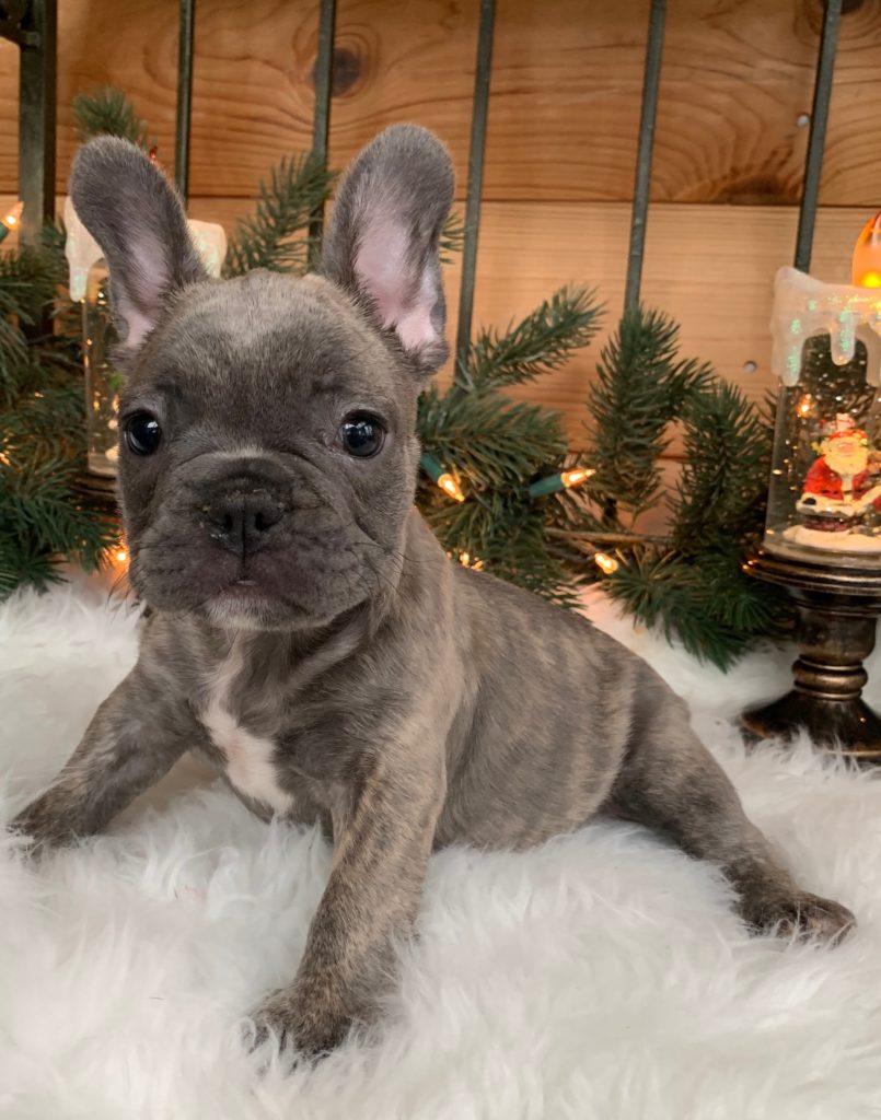 SOLDReverse Brindle Blue Male French Bulldog Remy The