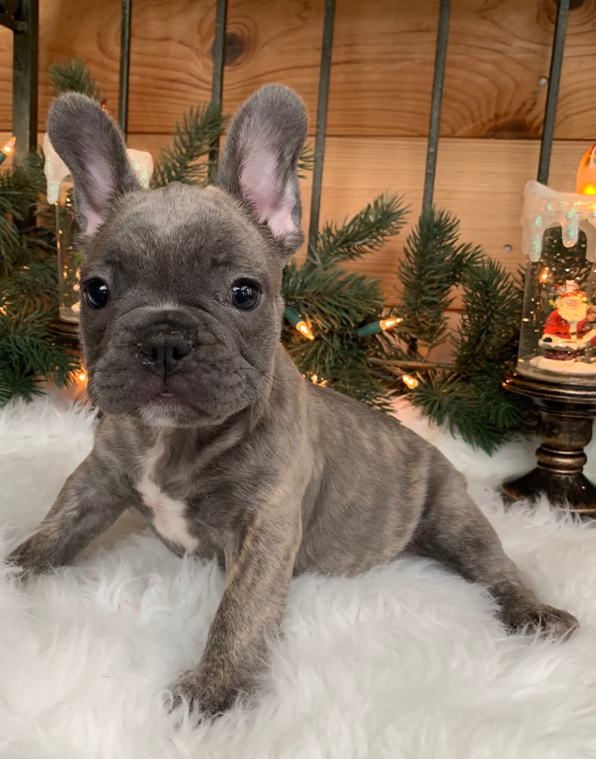 SOLD-Reverse Brindle Blue Male French Bulldog: Remy - The French Bulldog
