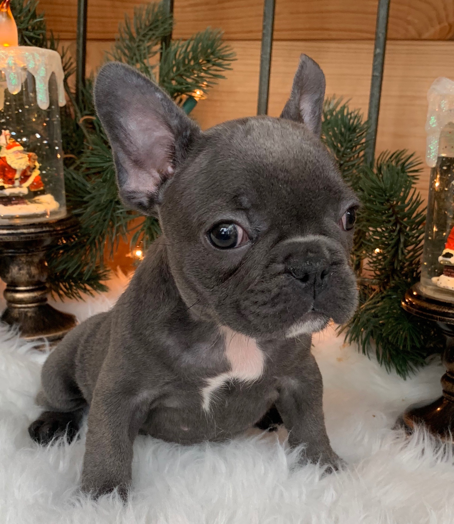 SOLD-Blue Female French Bulldog: Roxanne - The French Bulldog