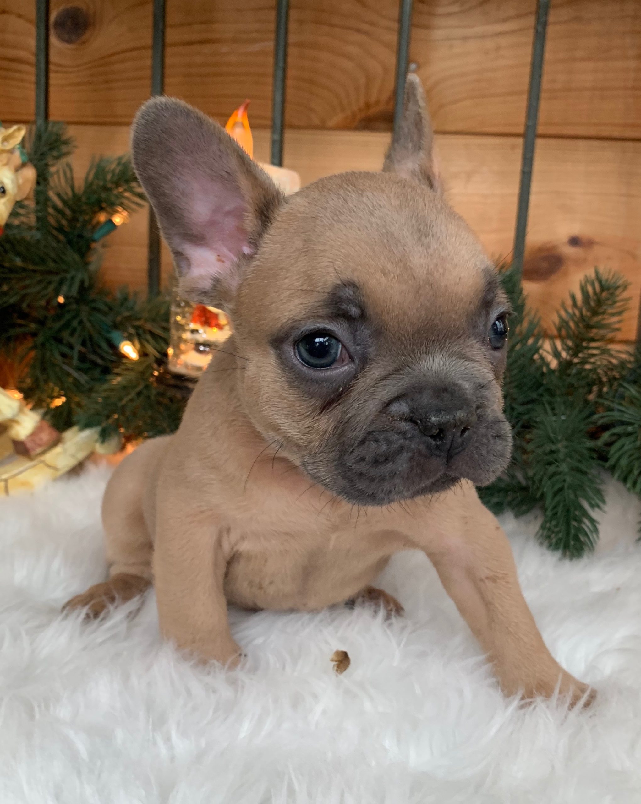 Blue Fawn French Bulldogs - The French Bulldog