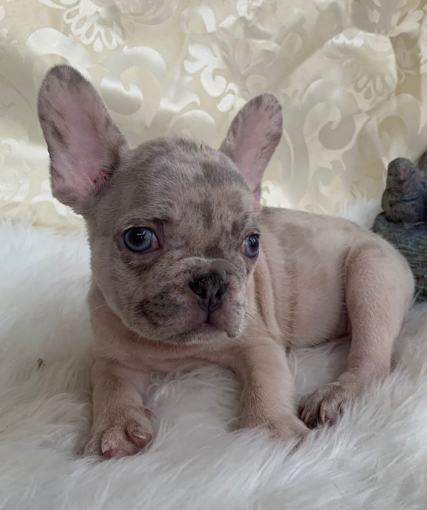 Amazing Full Grown Lilac French Bulldog in the world The ultimate guide 