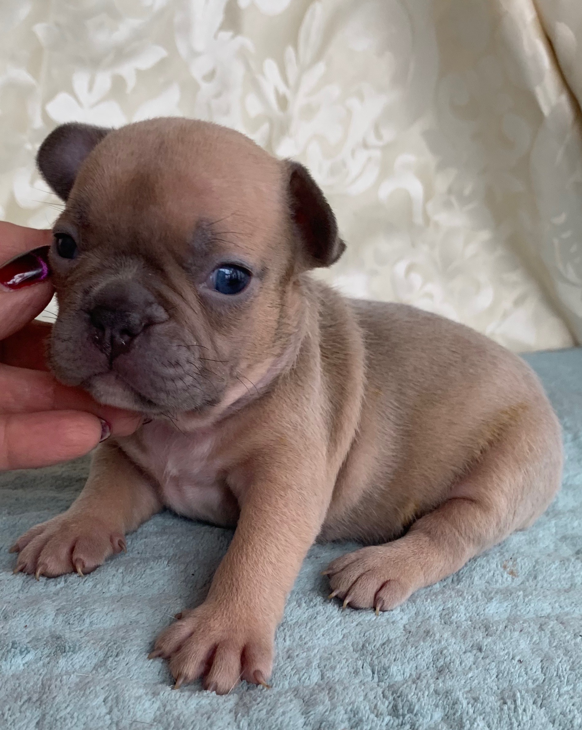 Lilac Fawn Female French Bulldog: Gabrielle Sold - The French Bulldog