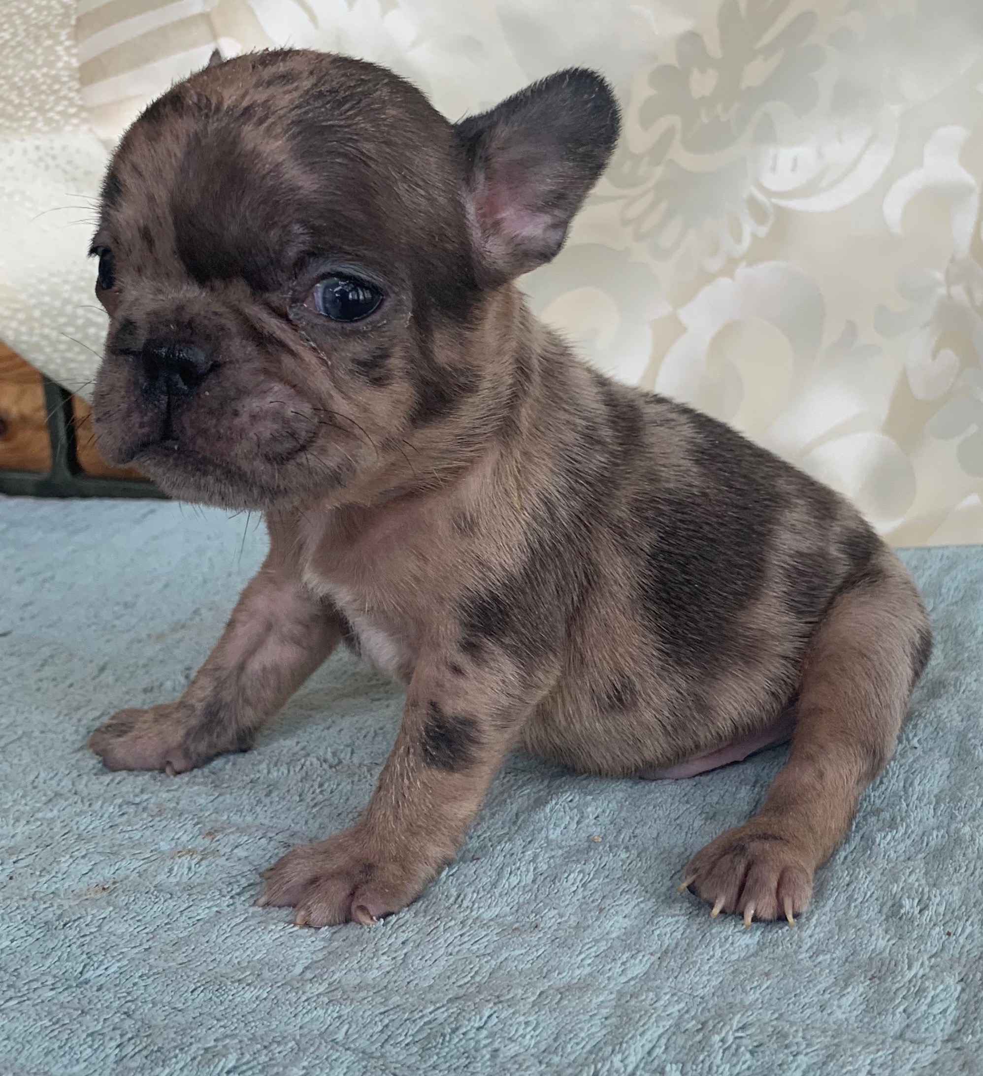 Male Fawn Merle French Bulldog FievelSold The French