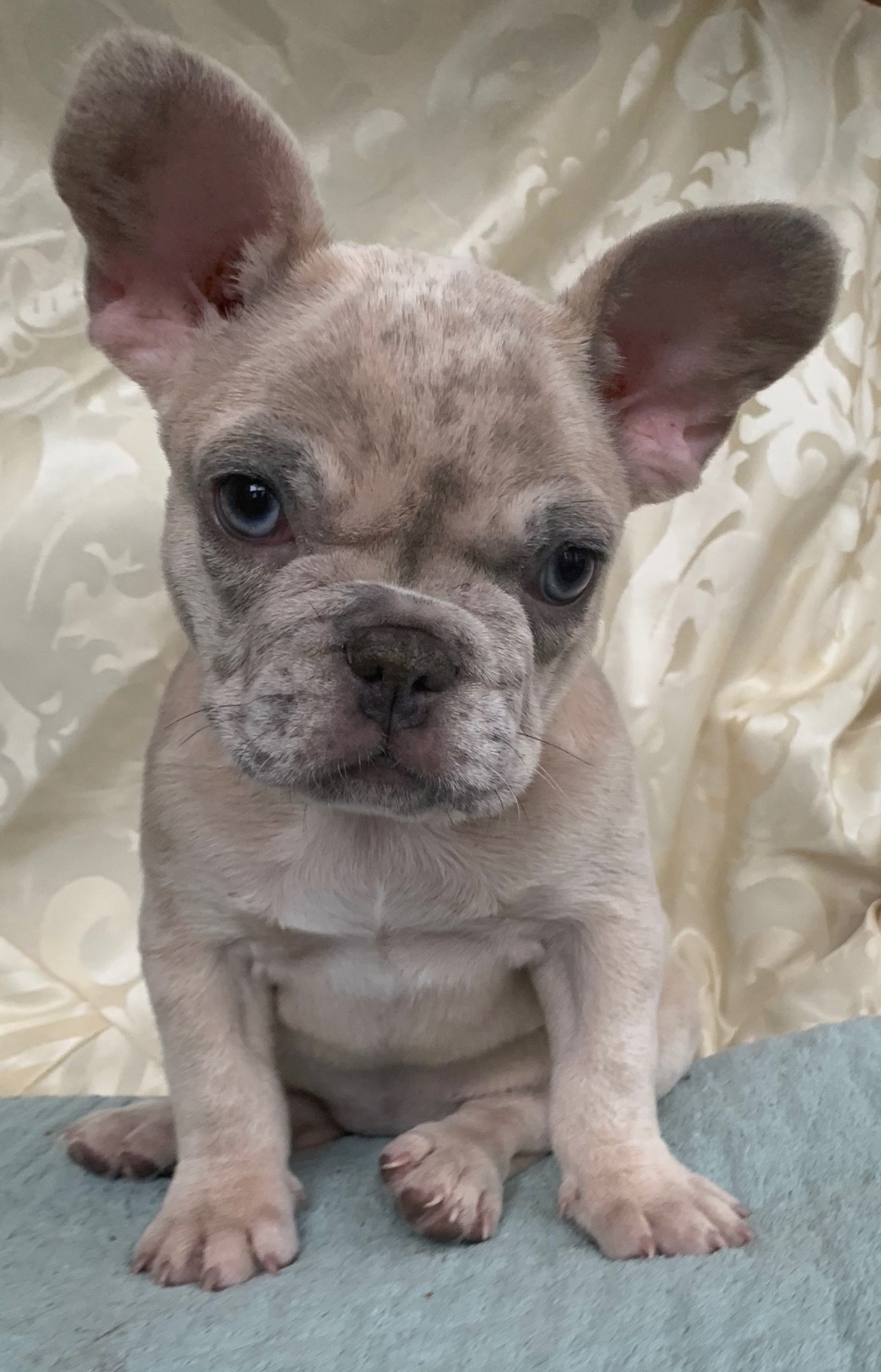 Merle French Bulldogs - The French Bulldog