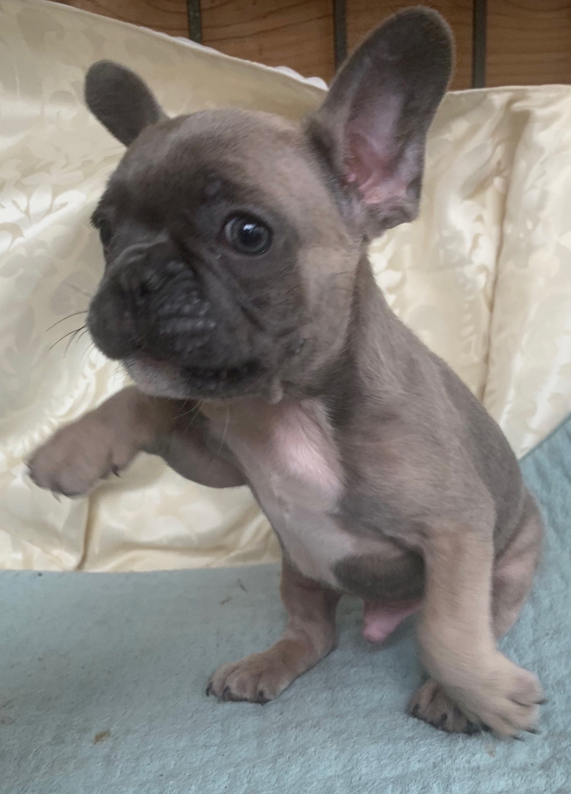 Blue Fawn French Bulldogs - The French Bulldog