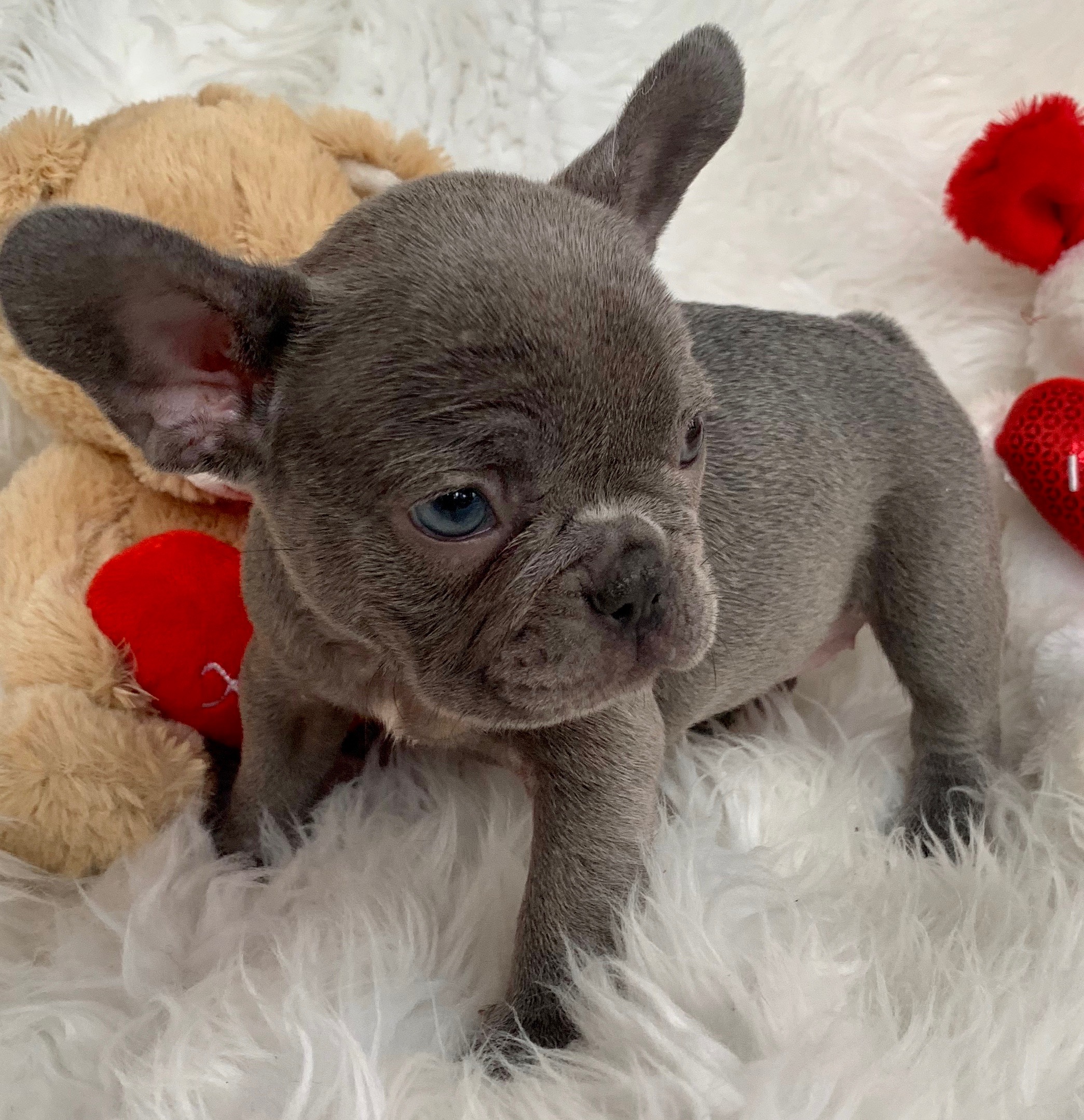 Lilac Female French Bulldog: Gianna-Sold Missouri - The French Bulldog