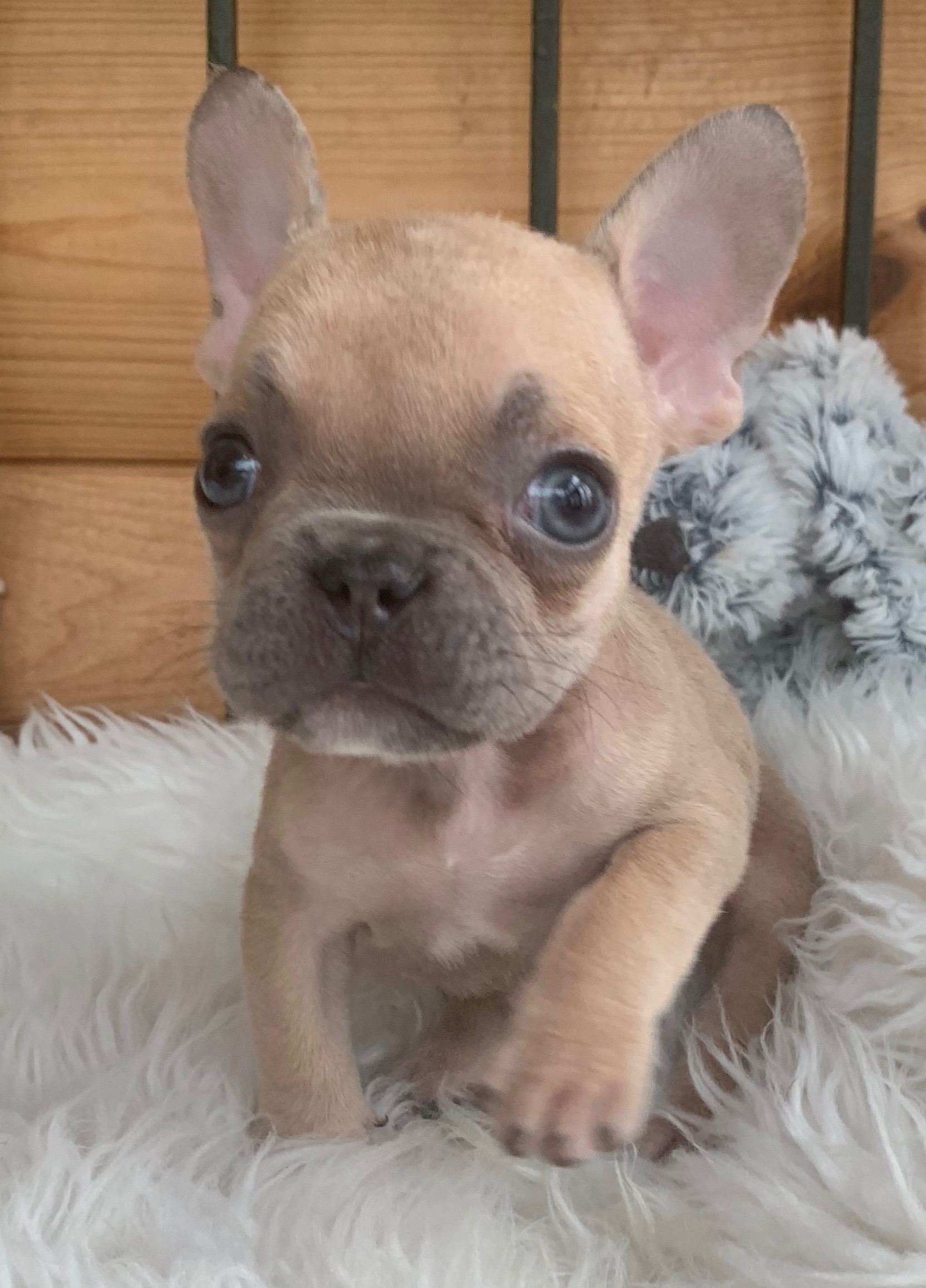 french-bulldog-colors-standard-non-standard-mypawesomefrenchie