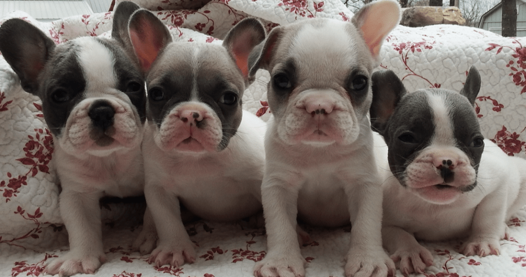 French Bulldog Colors: These are pied French Bulldogs