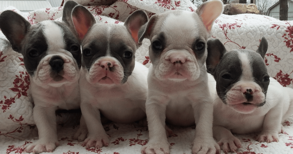 French Bulldog Colors The French Bulldog Of Colorado