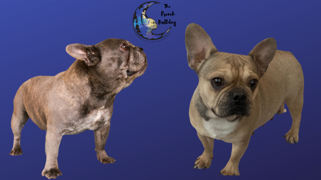 Levi and Fawn Female Upcoming French Bulldog Litter