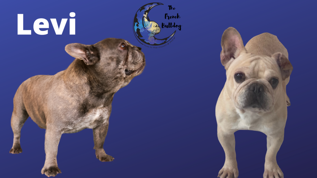 Upcoming Litter of French Bulldogs: Variety of colors
