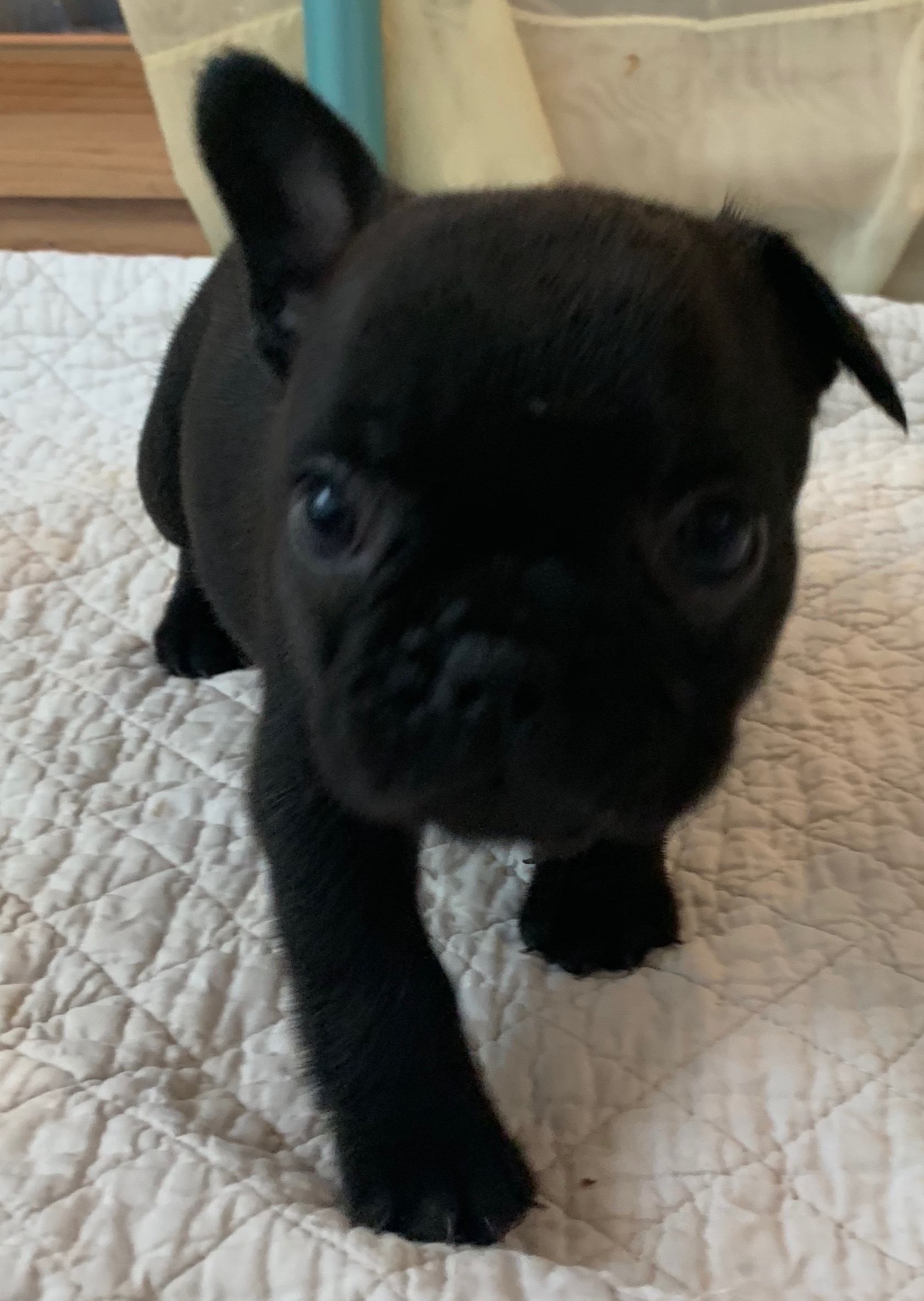 Brindle Female French Bulldog: Pearl-SOLD - The French Bulldog