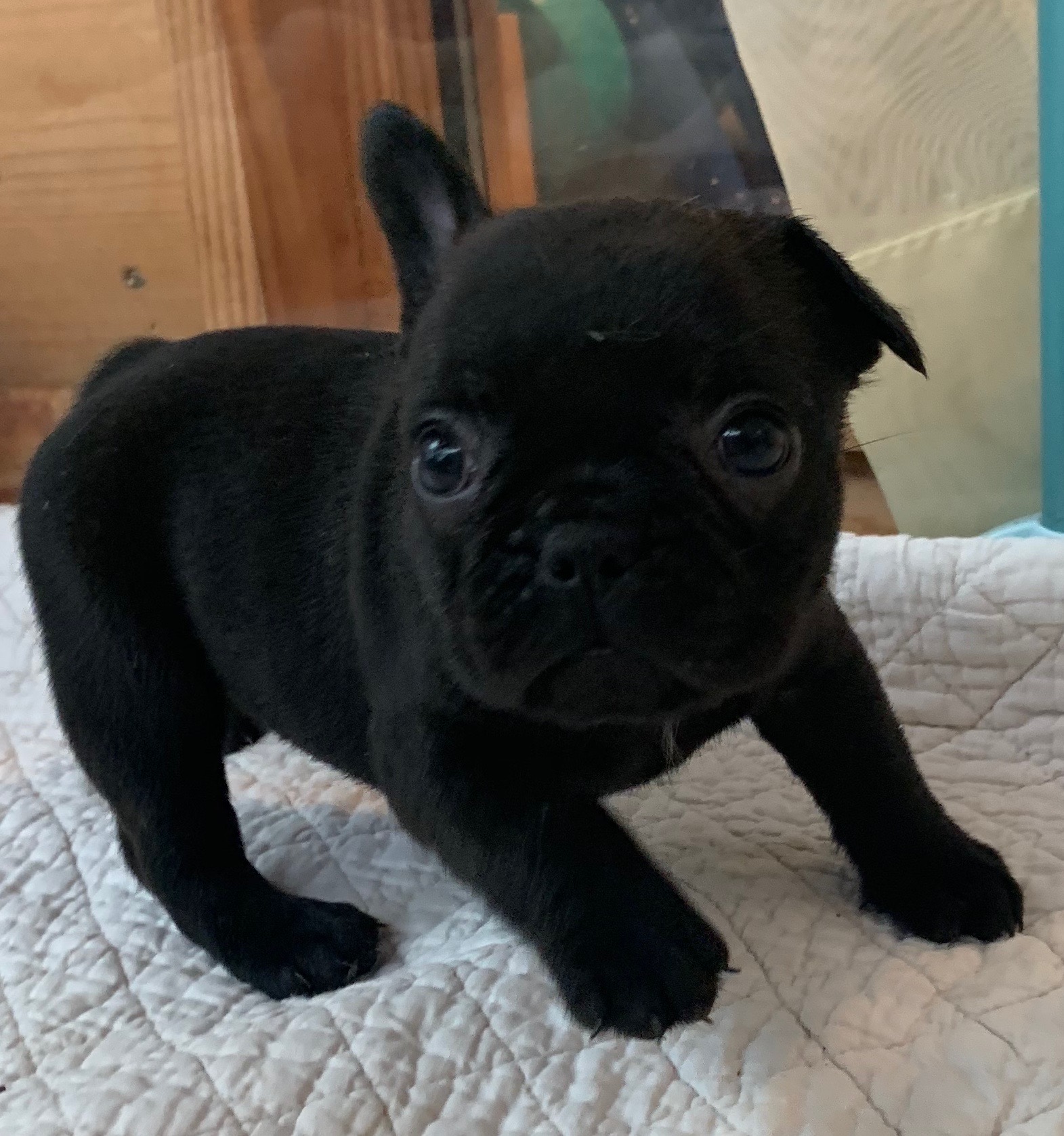 Brindle Female French Bulldog: Pearl-SOLD - The French Bulldog