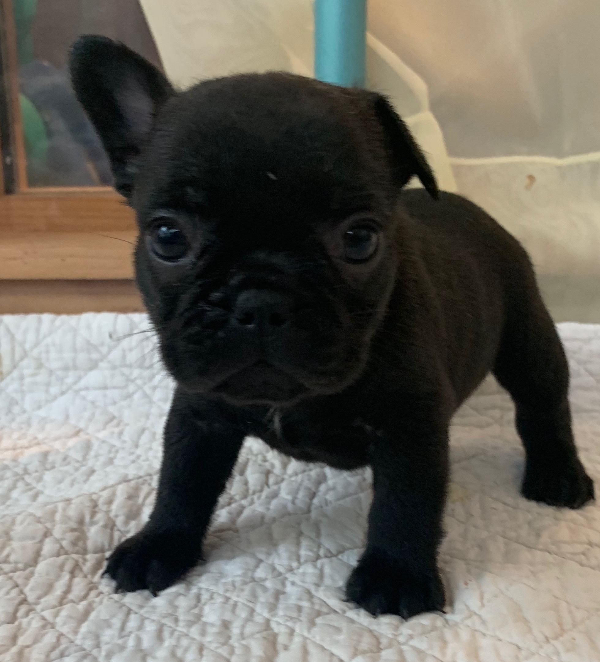 Brindle Female French Bulldog: Pearl-SOLD - The French Bulldog