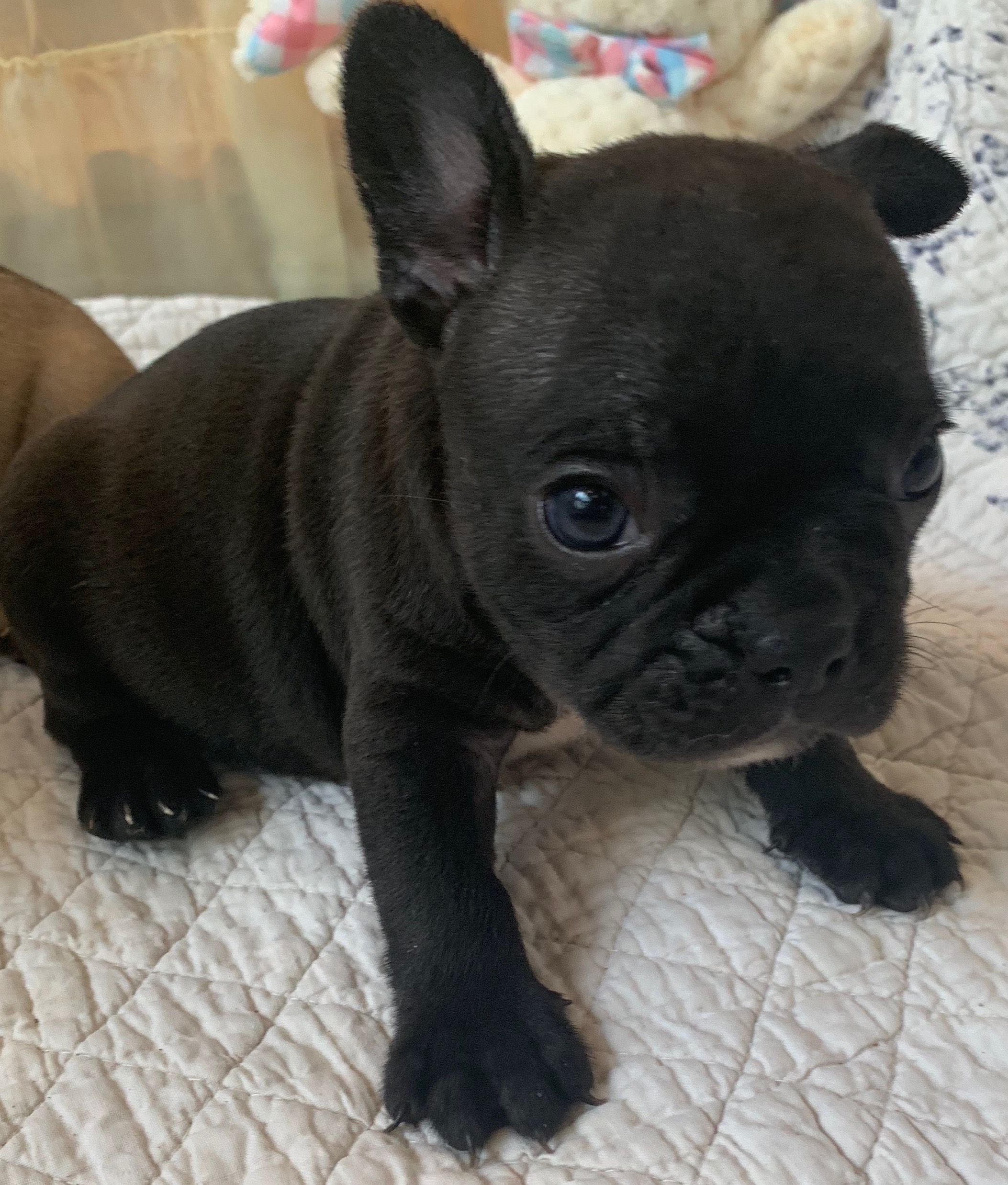 Brindle Male French Bulldog: Polo-Sold - The French Bulldog