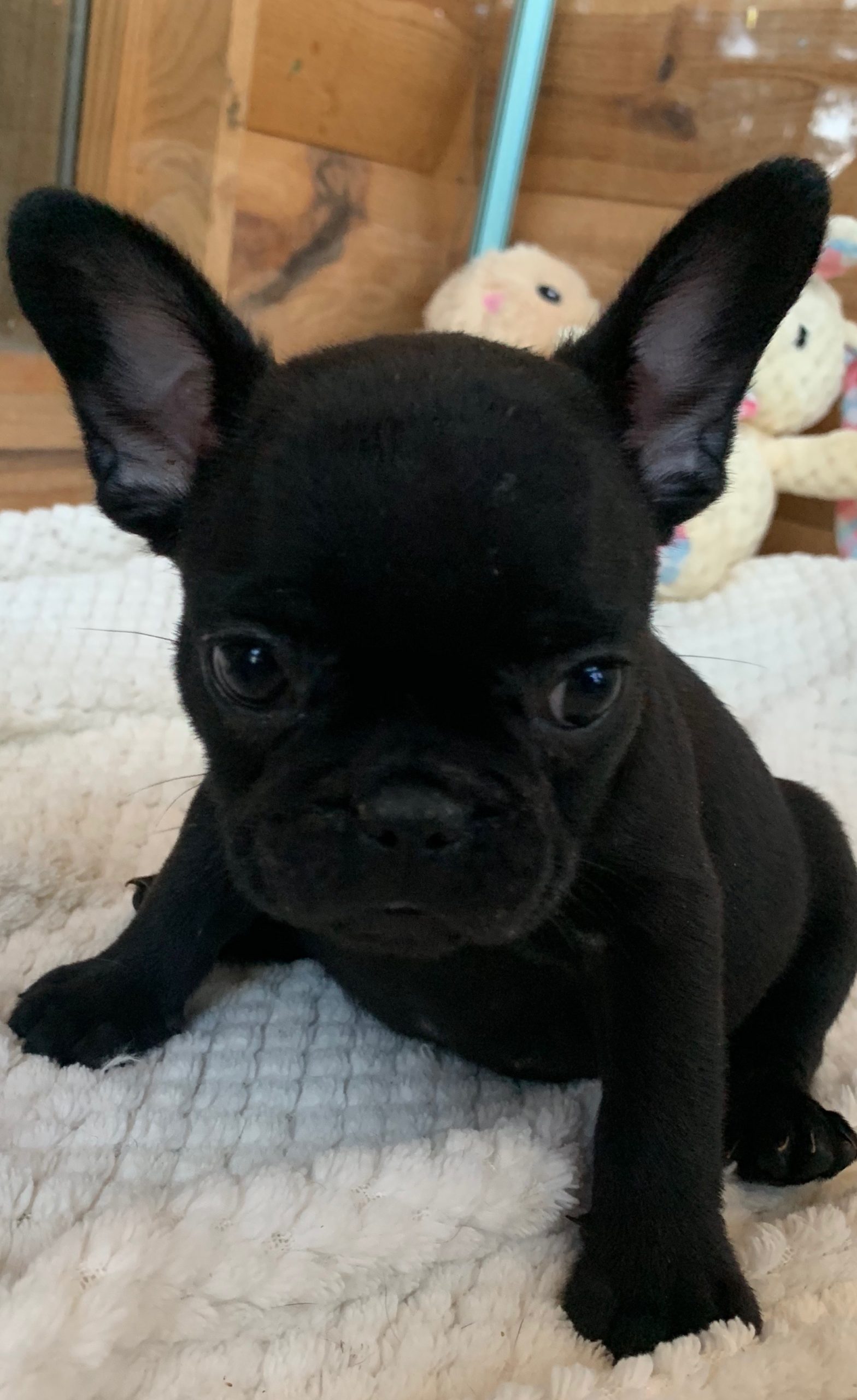 Brindle Female French Bulldog: Pearl-SOLD - The French Bulldog