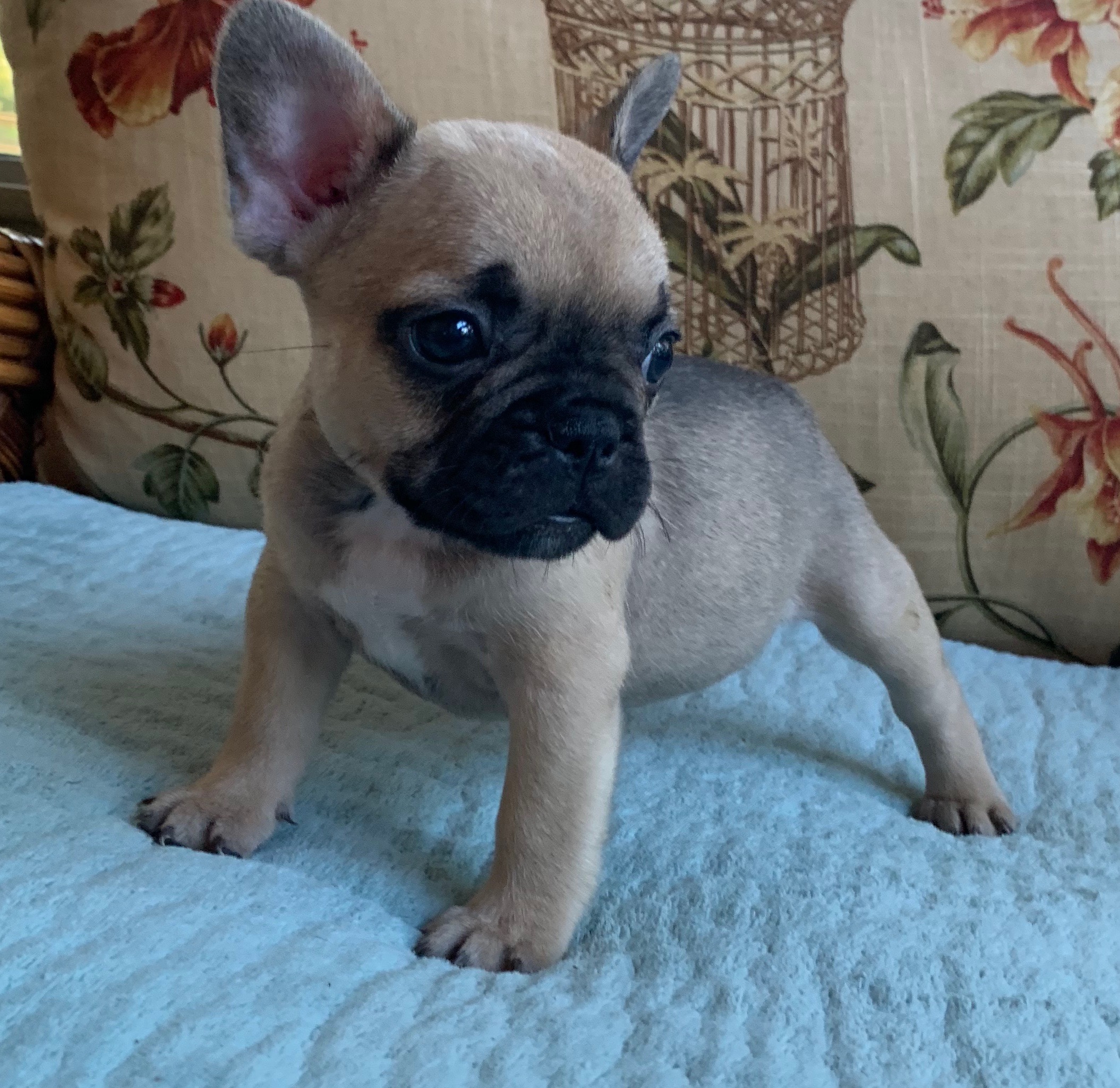 Fawn Female French Bulldog: Penelope-SOLD - The French Bulldog