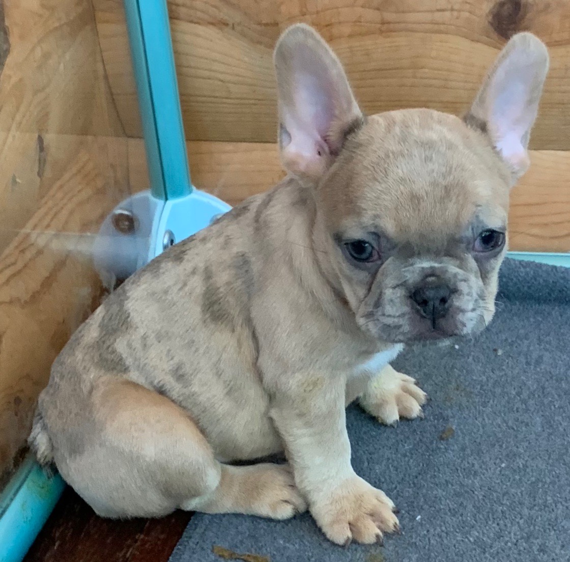Blue Fawn Merle French Bulldog MinnieSOLD The French