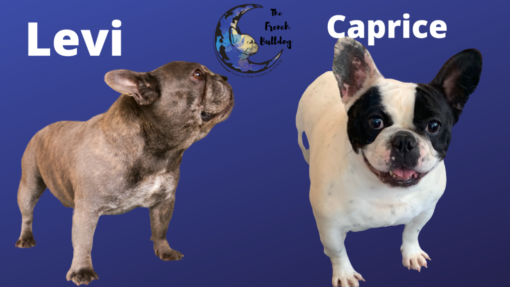 Upcoming Litter of French Bulldog Puppies: 6/6/20