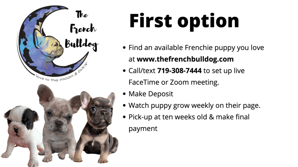 How to works with us to find a French Bulldog puppy.