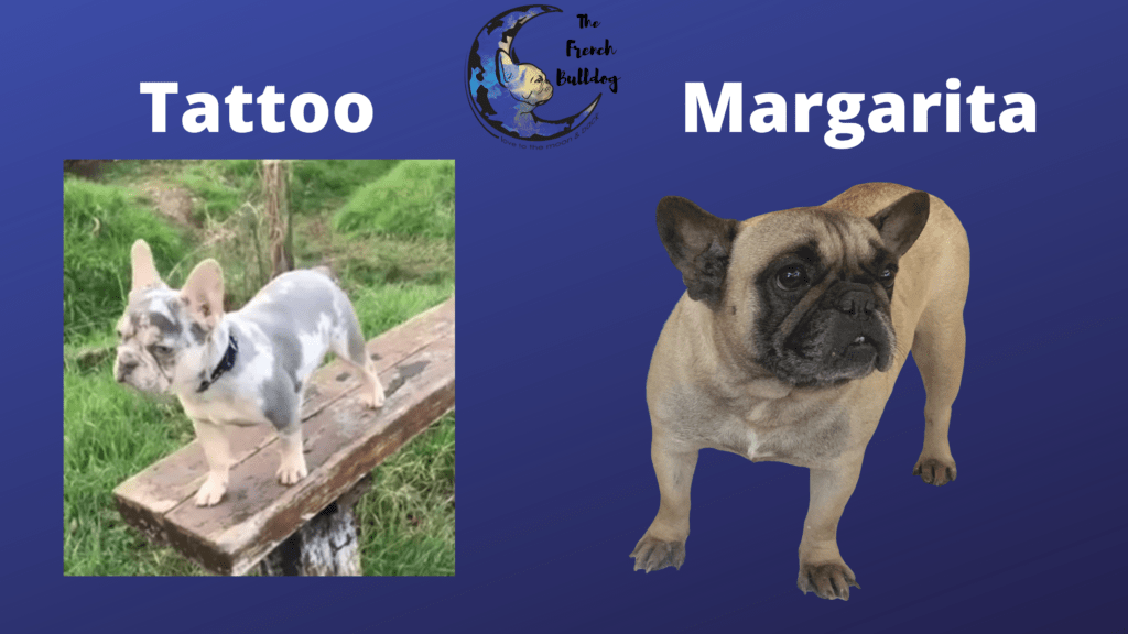Upcoming Merle and Fawn French Bulldog Litter: Due June 22, 2020