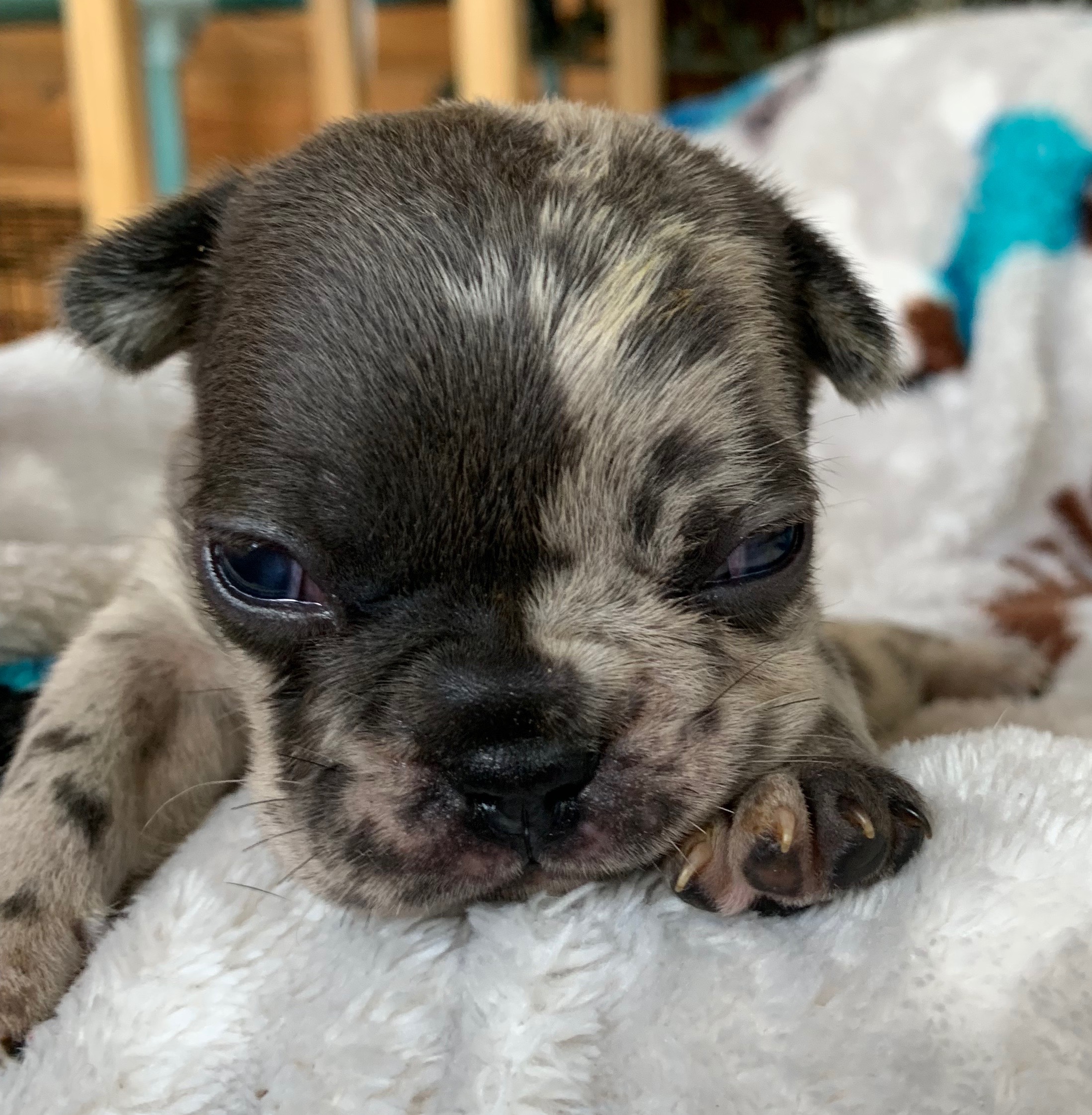Blue and Merle French Bulldog Upcoming Litter