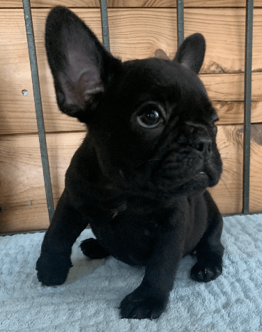 Brindle Female French Bulldog: Pearl-SOLD - The French Bulldog