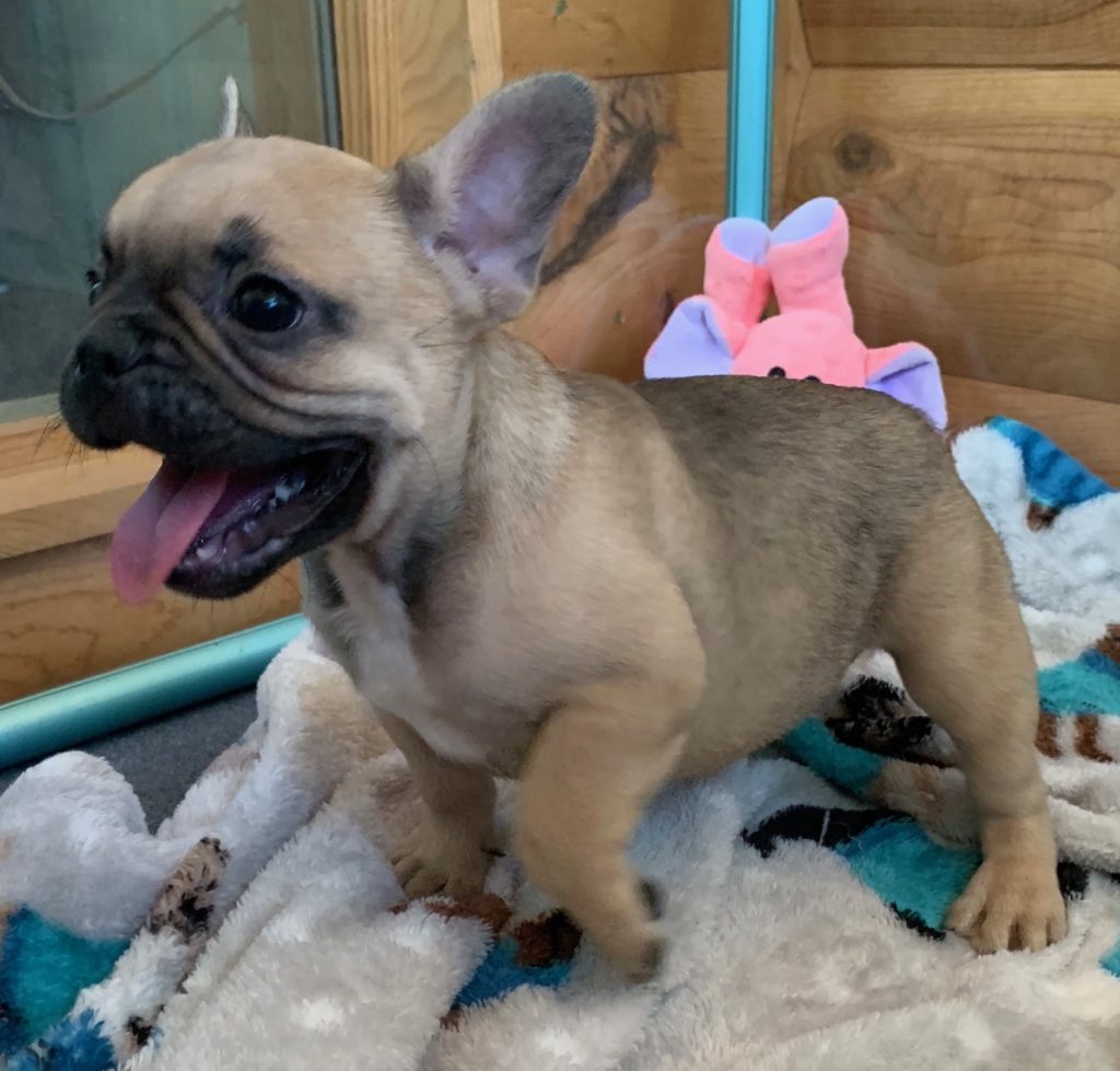 Fawn Female French Bulldog: Penelope-SOLD - The French Bulldog