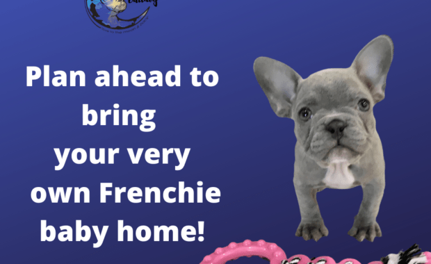 See Upcoming French Bulldog Litters