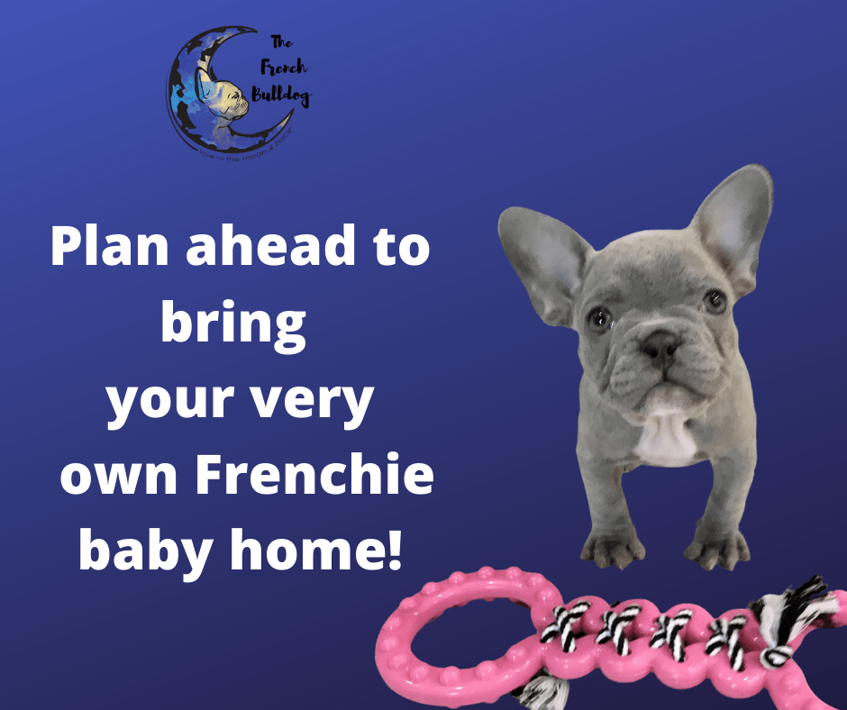 See Upcoming French Bulldog Litters