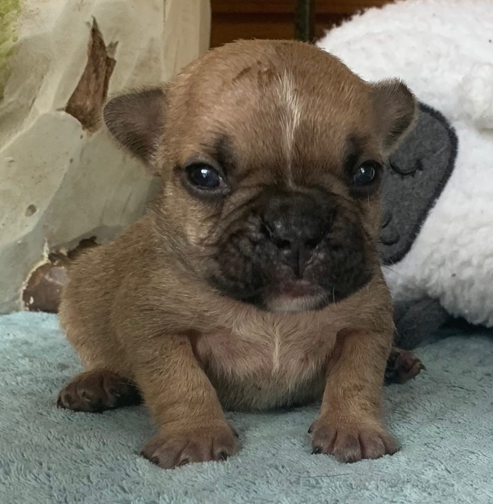 Upcoming Champion Sired French Bulldogs Litter: 6/13/20