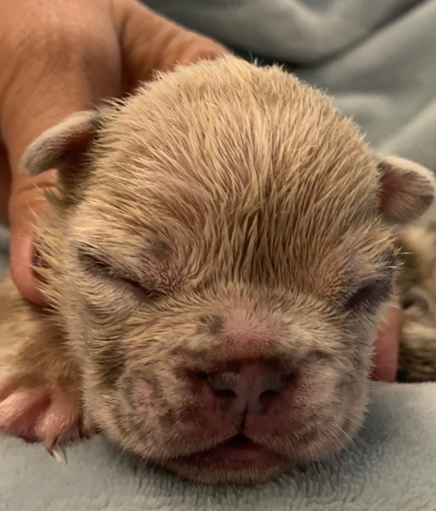 Upcoming Blue and Merle French Bulldog Litter: July 22, 2020