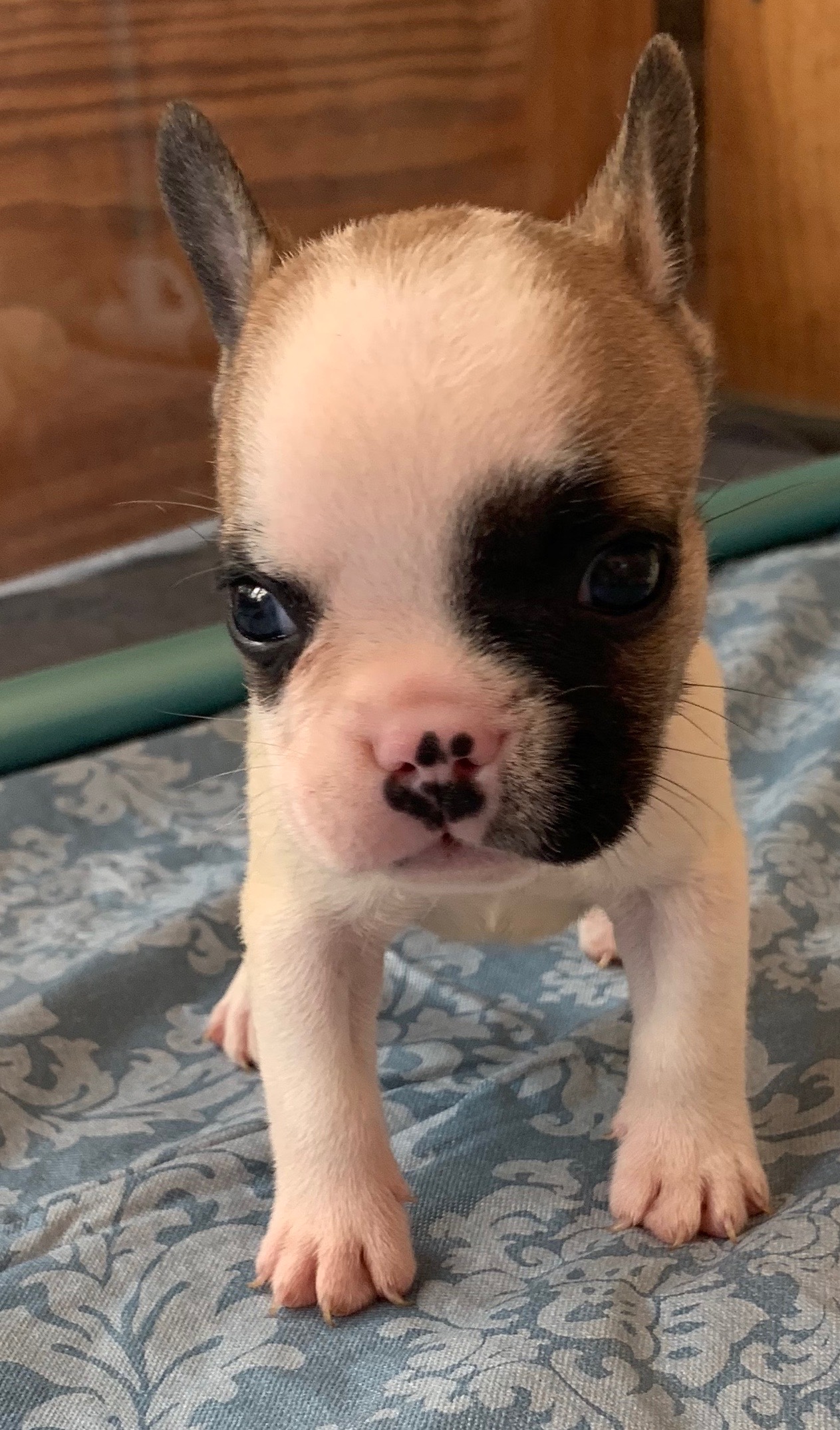 Fawn Pied French Bulldog Male BarrettSOLD The French