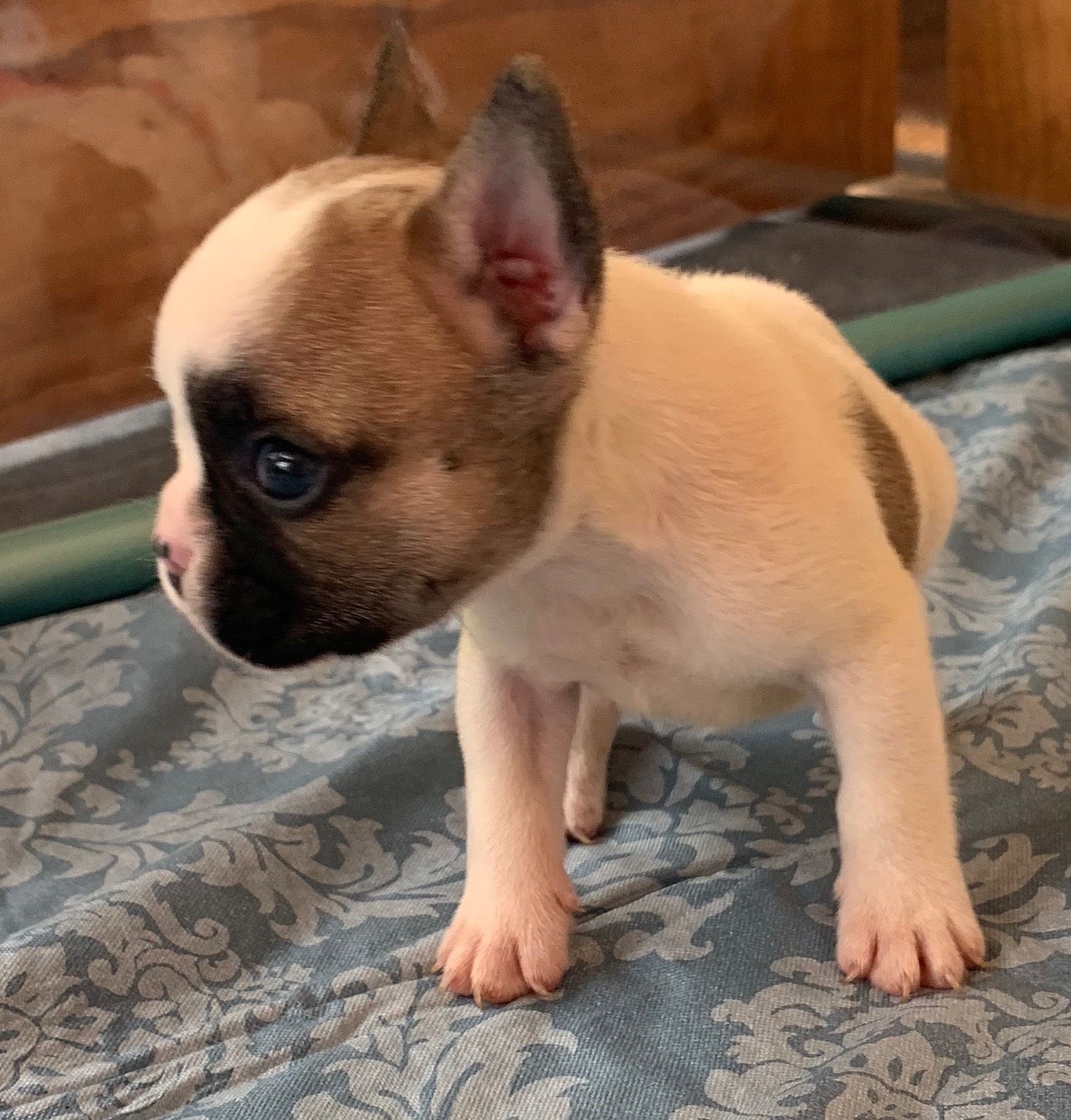 Fawn Pied French Bulldog Male: Barrett-SOLD - The French Bulldog