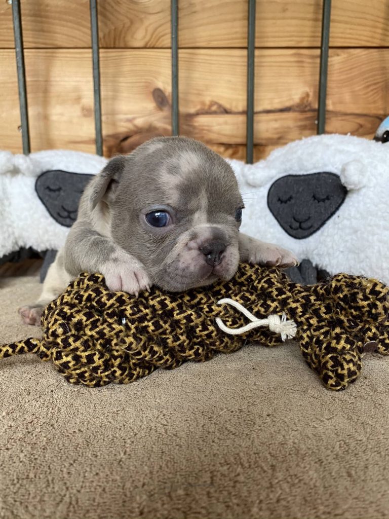Lilac Merle French Bulldog Male: Clive