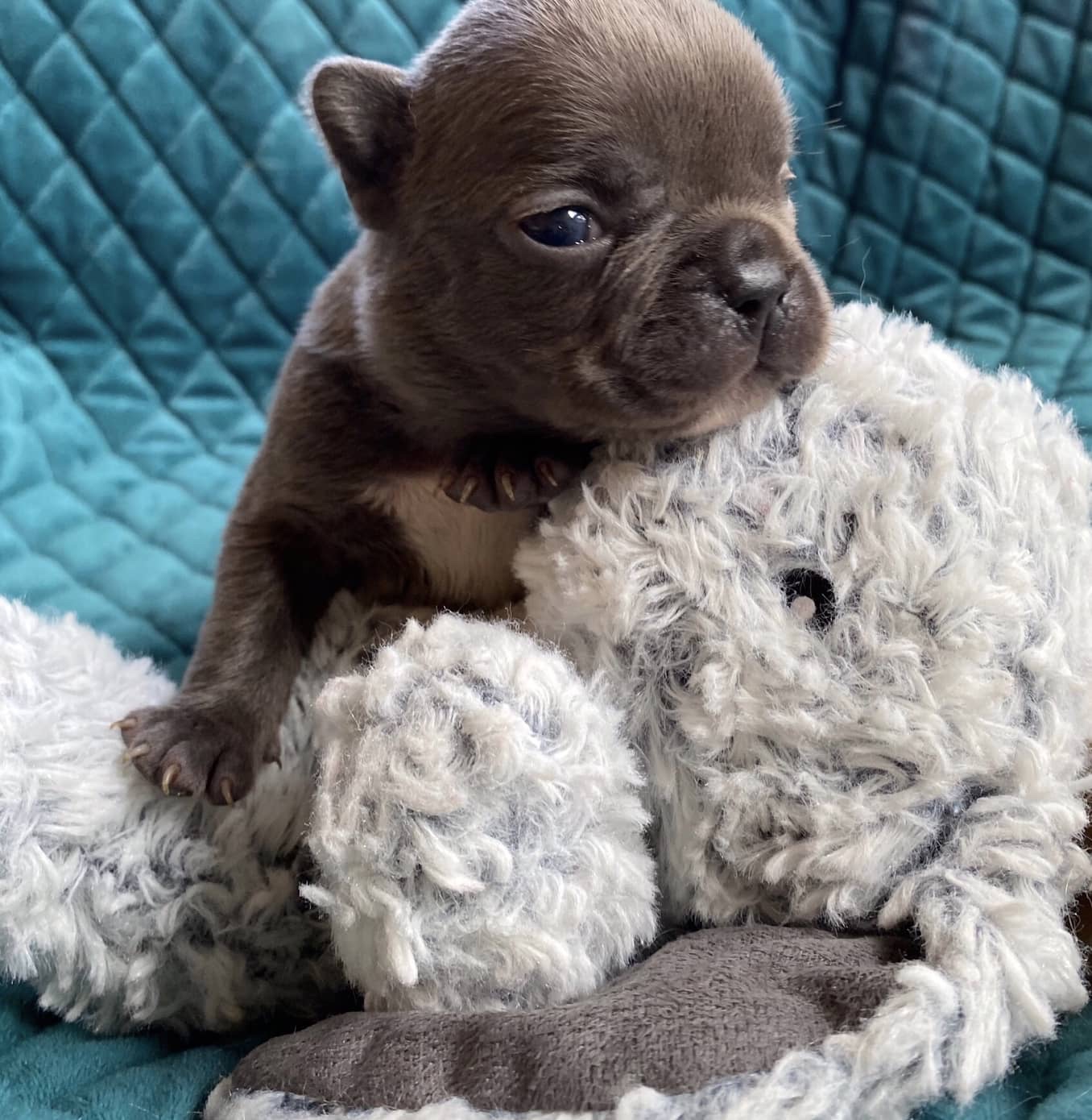 Litter of Blue & Blue Merle French bulldog puppies