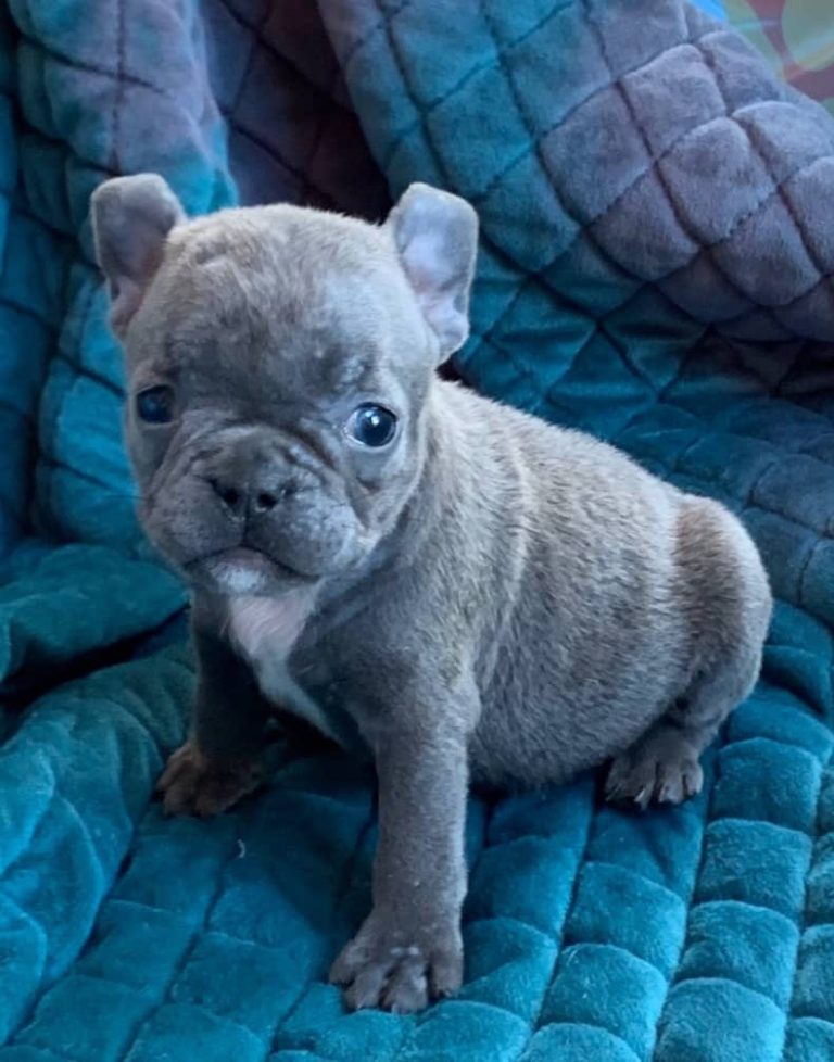 Blue and Merle French Bulldog Litter: July 22, 2020-SOLD-2108M-3691F ...