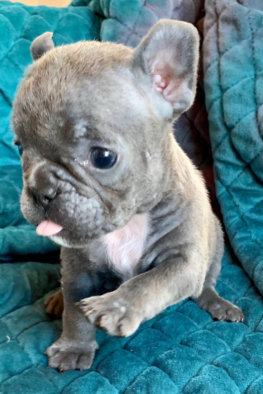 Blue and Merle French Bulldog Litter: July 22, 2020-SOLD-2108M-3691F ...