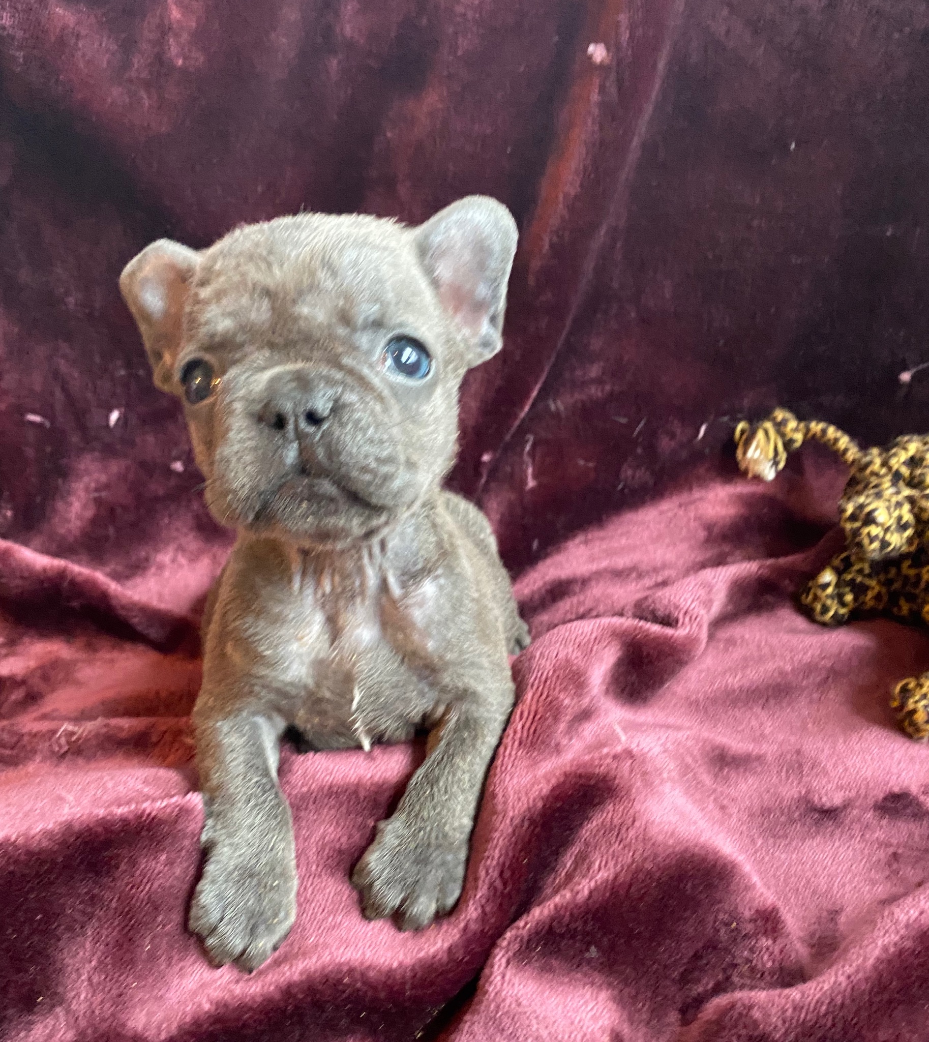 Blue and Merle French Bulldog Litter: July 22, 2020-SOLD-2108M-3691F ...